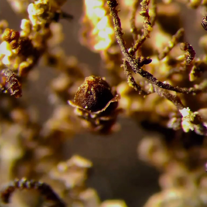 Frullania austinii
